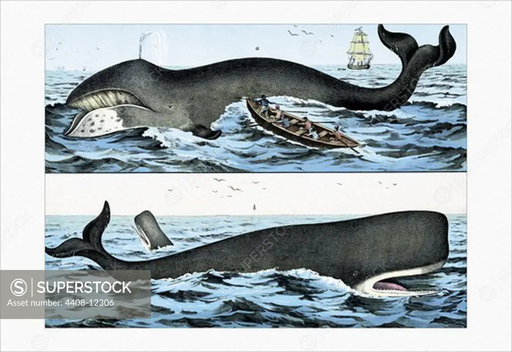 Whales, Aquatic & Marine Life