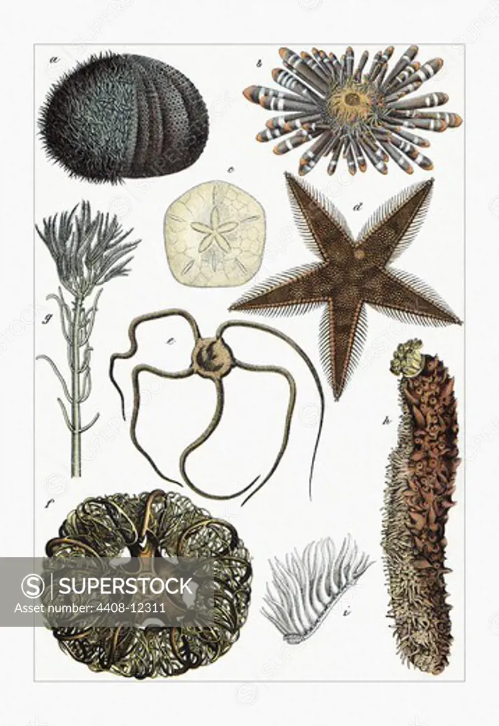 Collection of Echinoderms, Aquatic & Marine Life