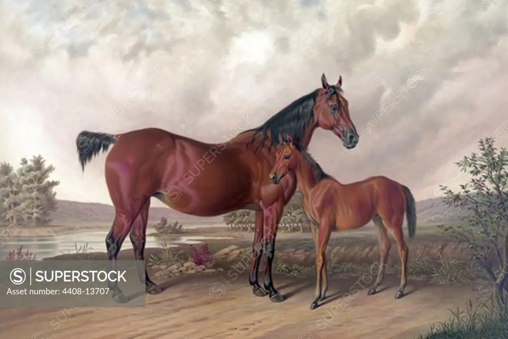 Flora Temple and her colt, Horses - Riding & Racing