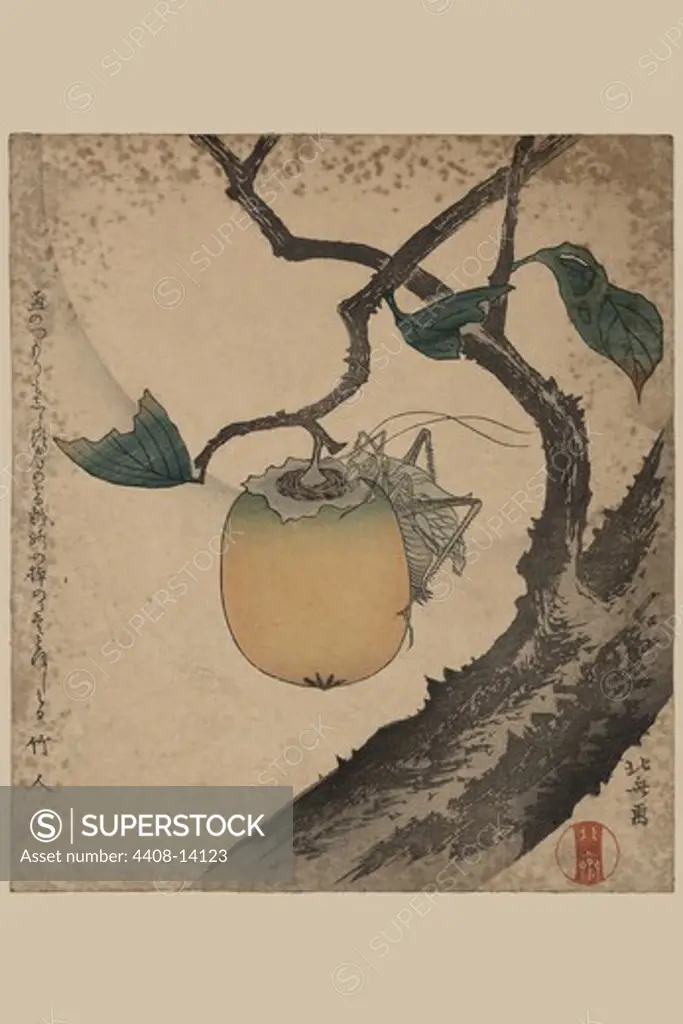 Grasshopper eating persimmon., Japanese Prints - Nature