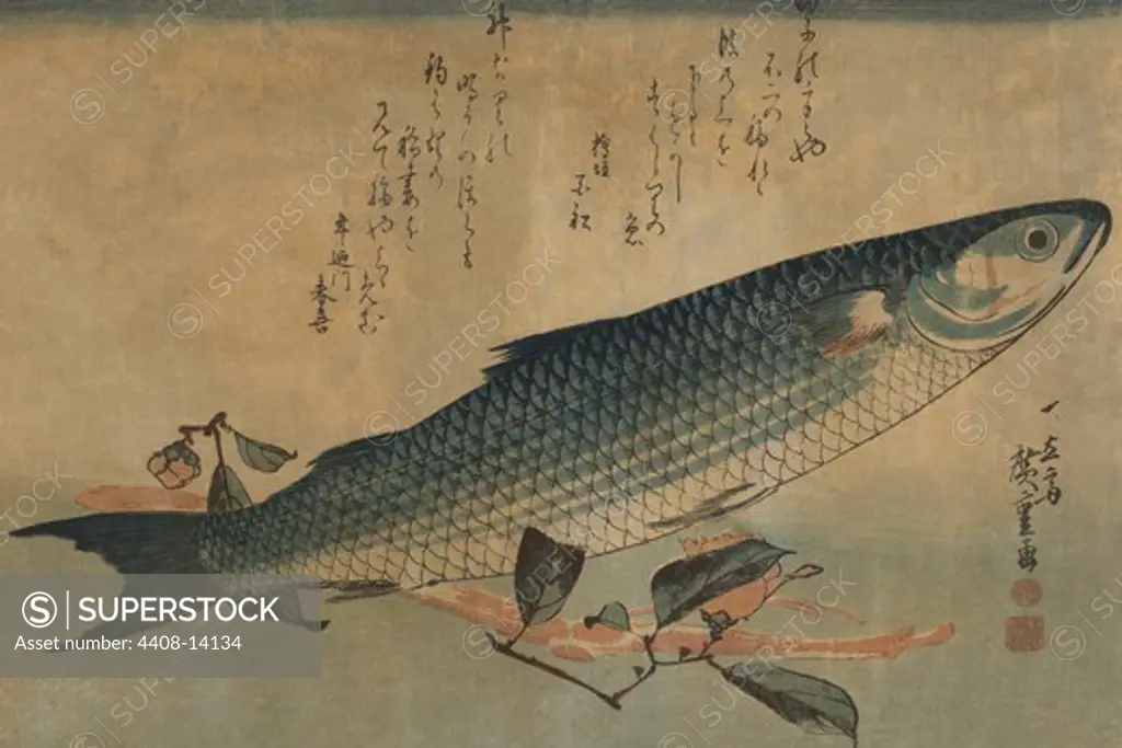 Striped mullet, Japanese Prints - Nature