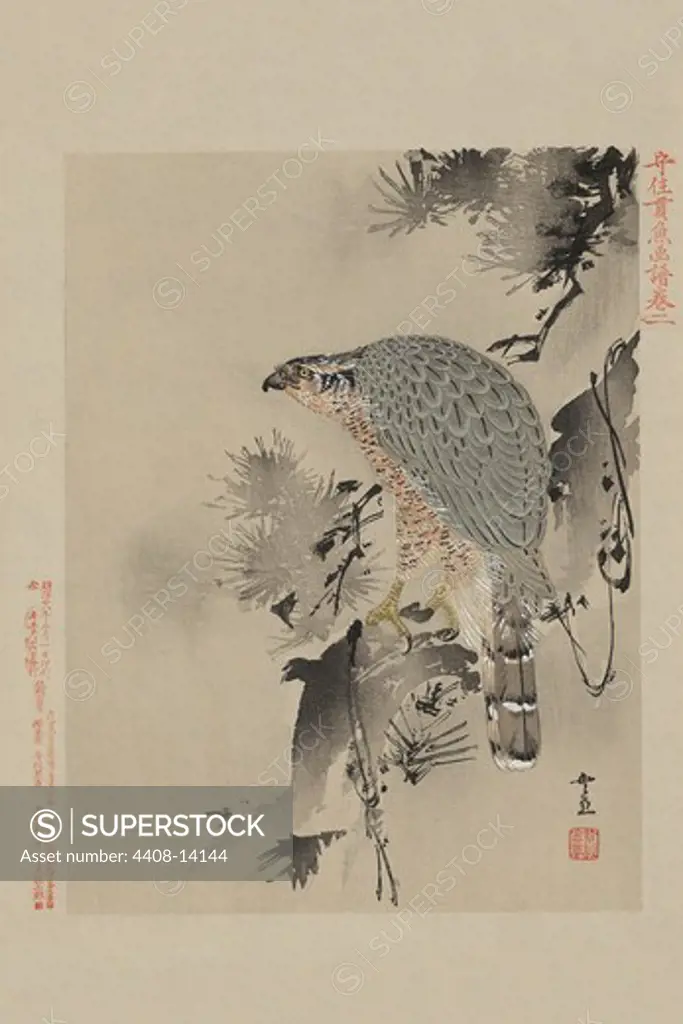 Hawk, Japanese Prints - Nature