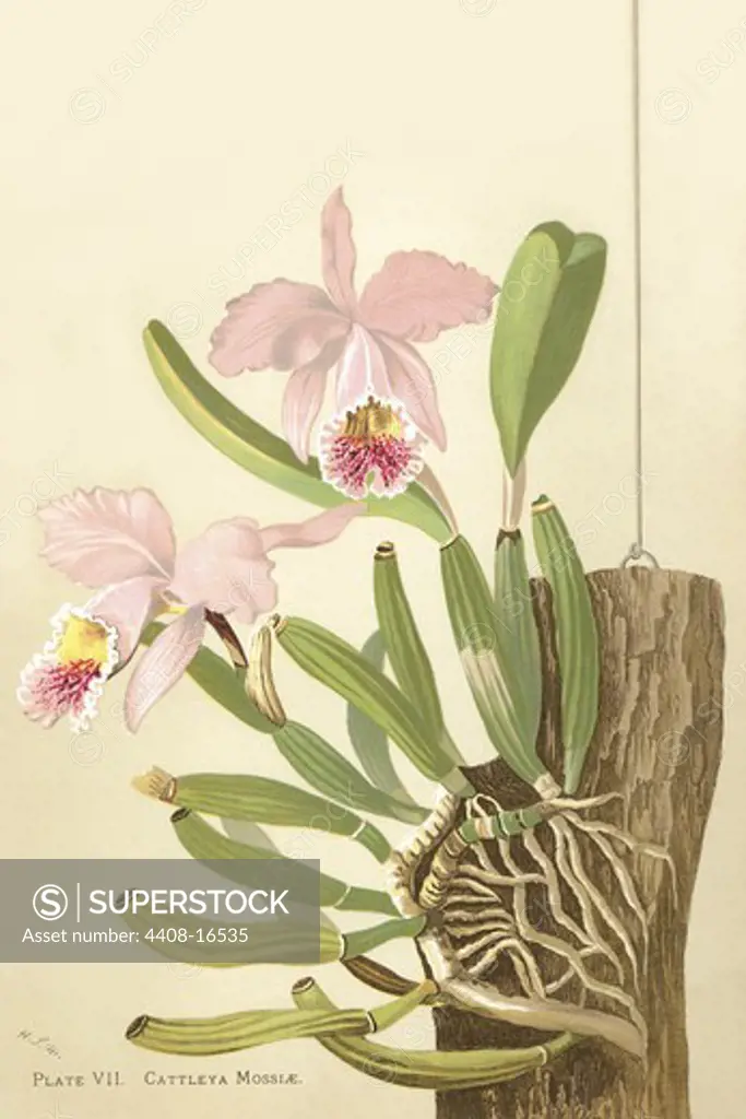 Cattleya Nossiae, Orchids