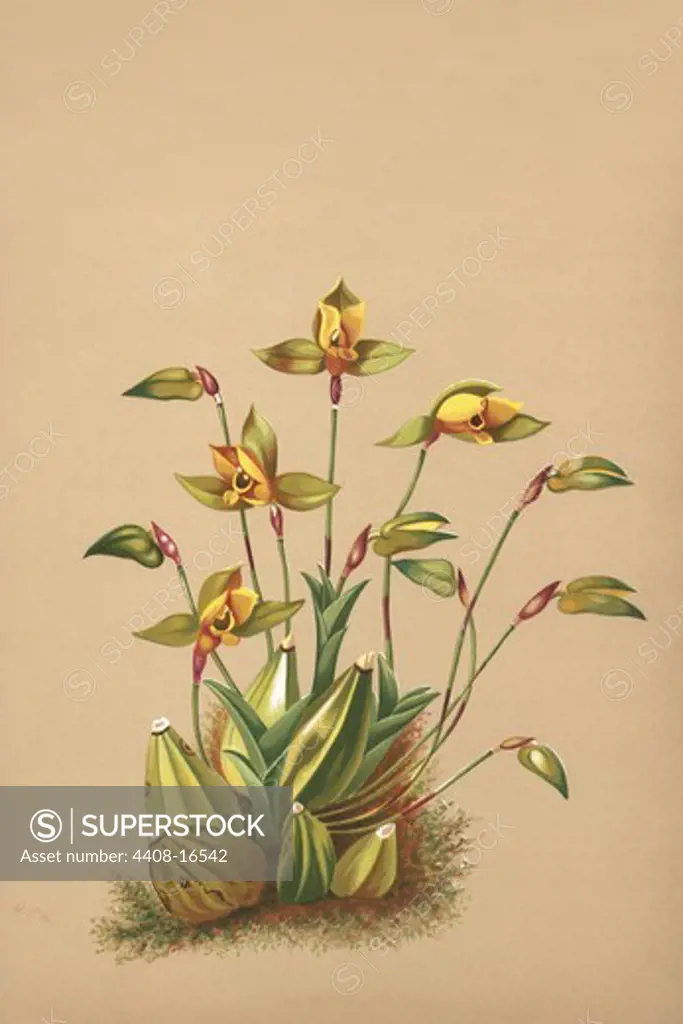 Lycaste Aromatica, Orchids