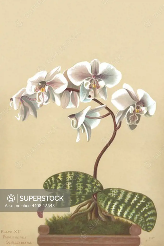 Phalenopsis Schilleriana, Orchids