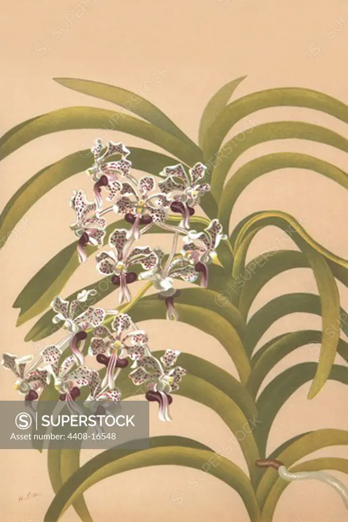 Vanda Suavis, Orchids