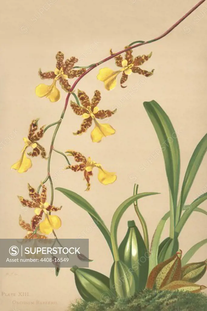 Oncidium Barker II, Orchids