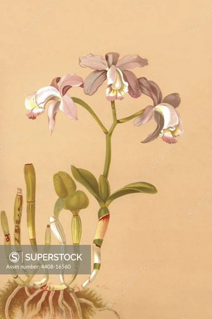 Cattleya Loddigesi II, Orchids