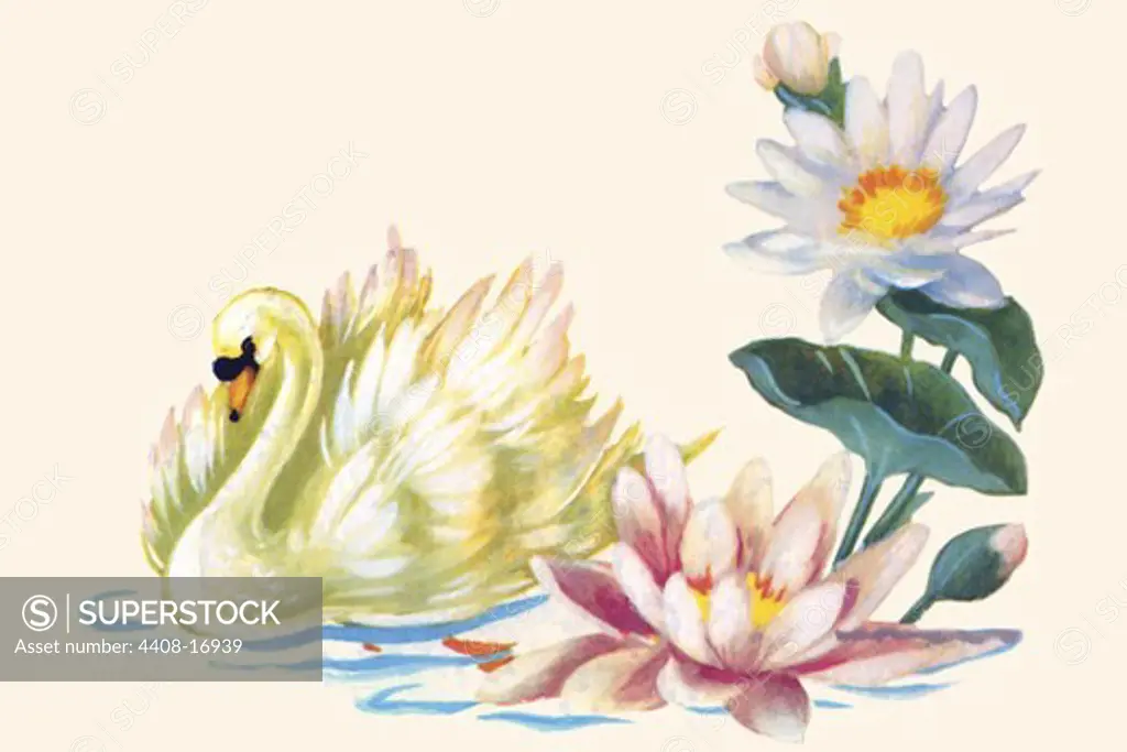 Swan Swimming By Pond Flowers, Domestic Graphics