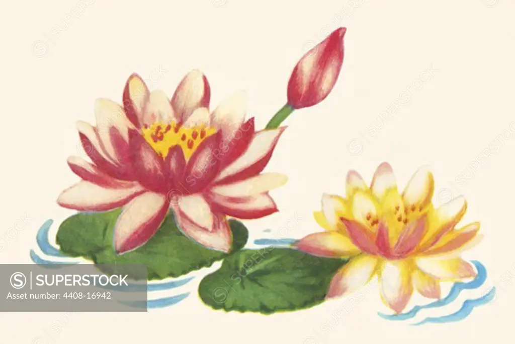 Water Lilies, Domestic Graphics