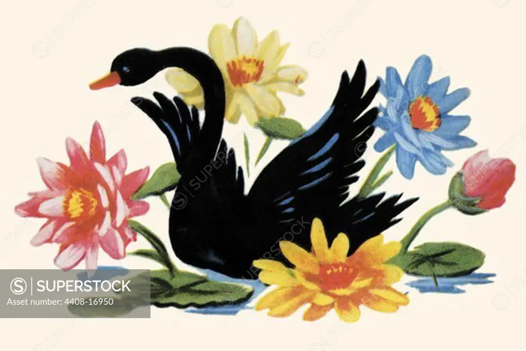 Black Swan, Domestic Graphics