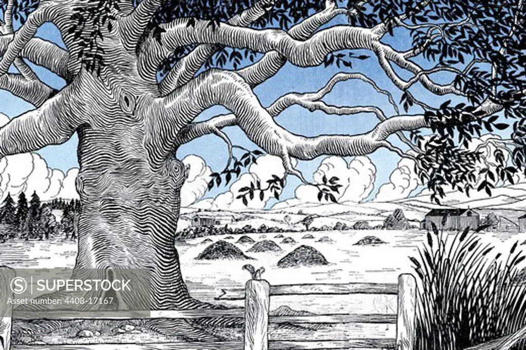 Tree in the Field, Storybook Kids