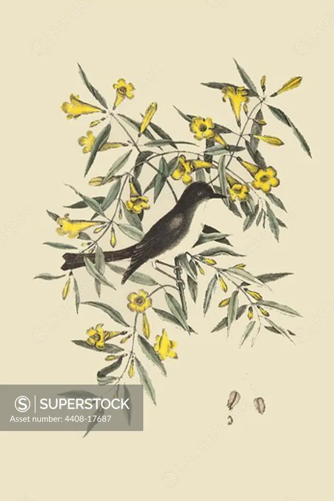 Blackcap Flycatcher, Exotic Birds