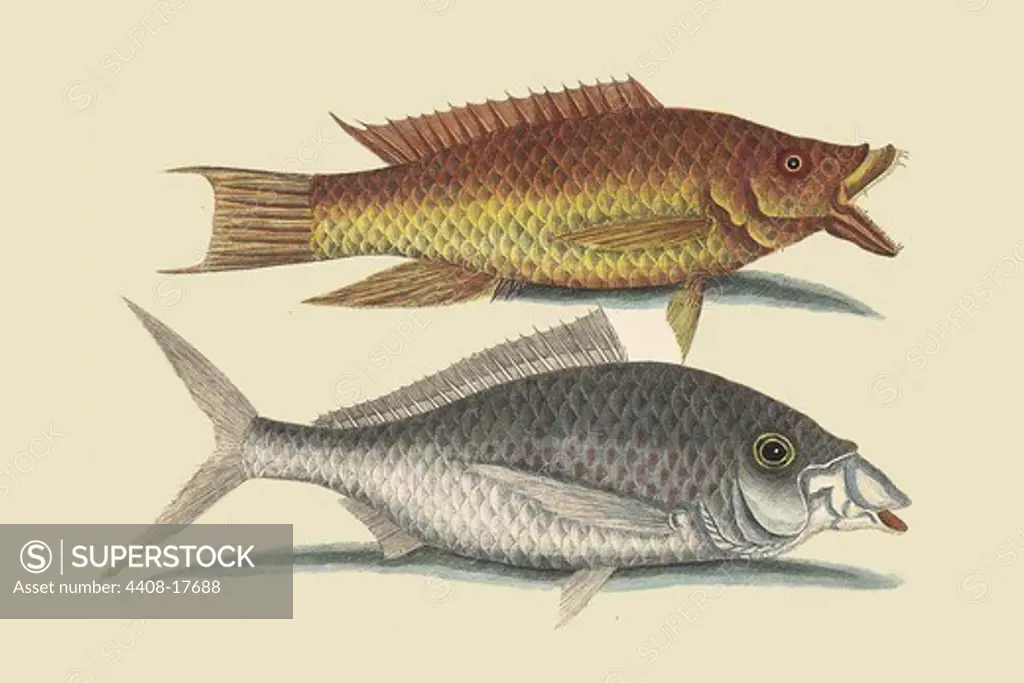 Hog Fish & Shad, Ichthyology - Fish