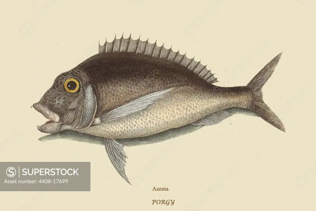 Porgy, Ichthyology - Fish