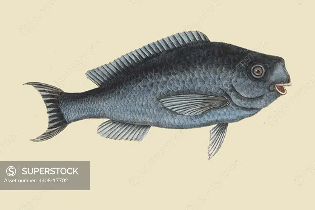 Blue Fish, Ichthyology - Fish