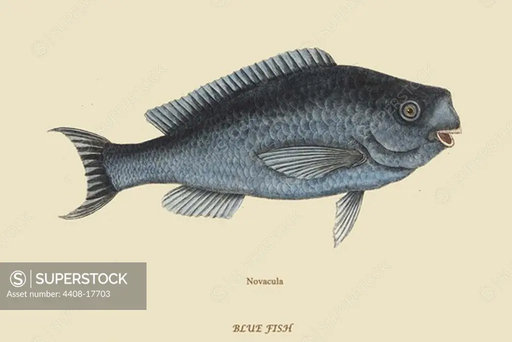 Blue Fish, Ichthyology - Fish