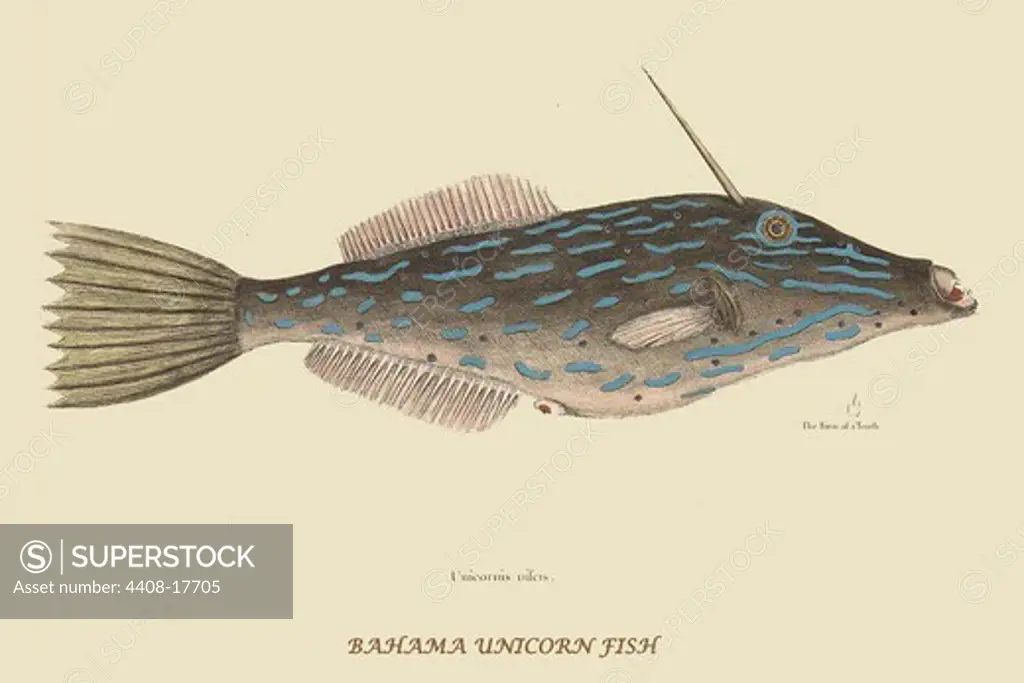 Bahama Unicorn Fish, Ichthyology - Fish