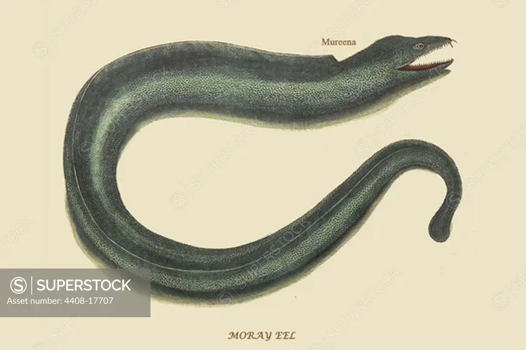 Moray Eel, Ichthyology - Fish