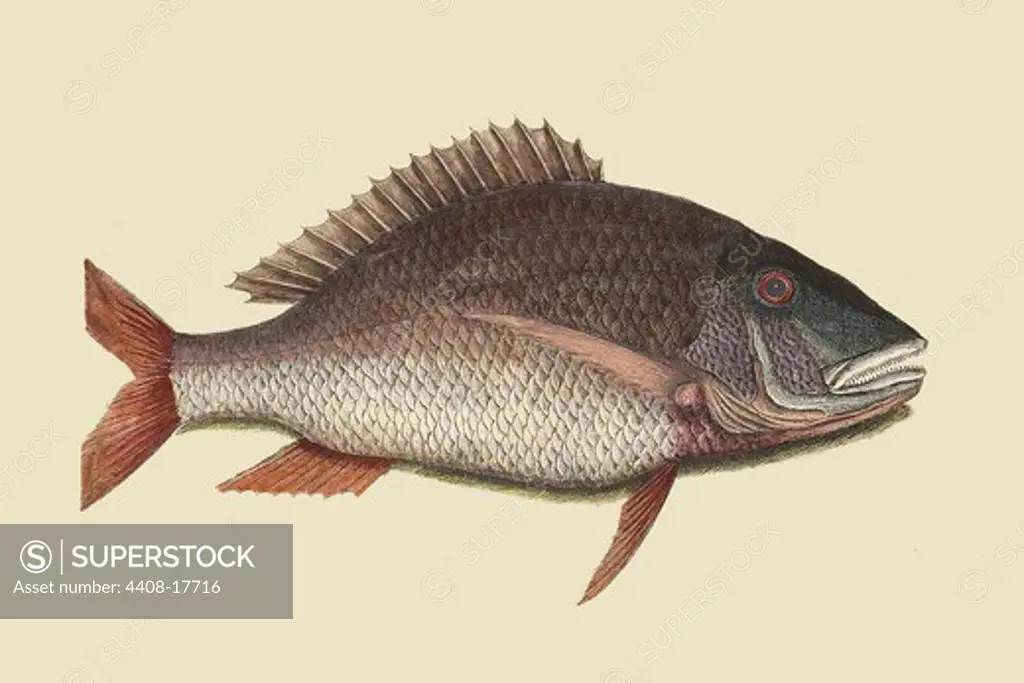 Mutton Fish, Ichthyology - Fish
