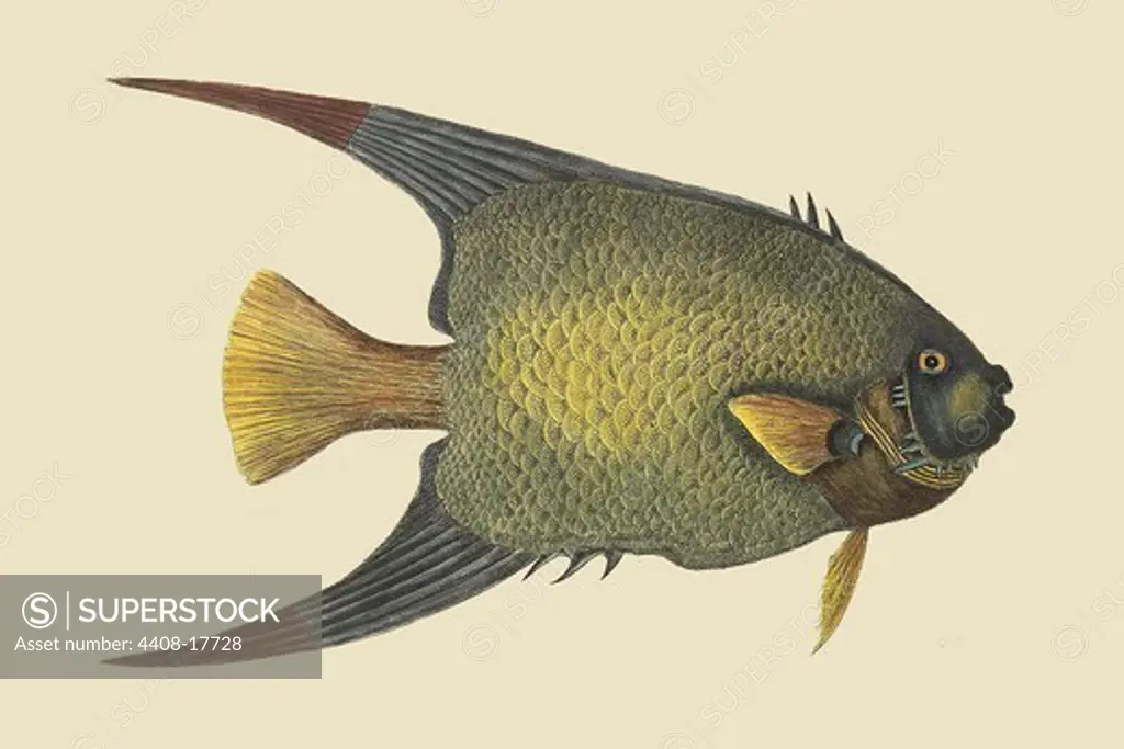 Angel Fish, Ichthyology - Fish