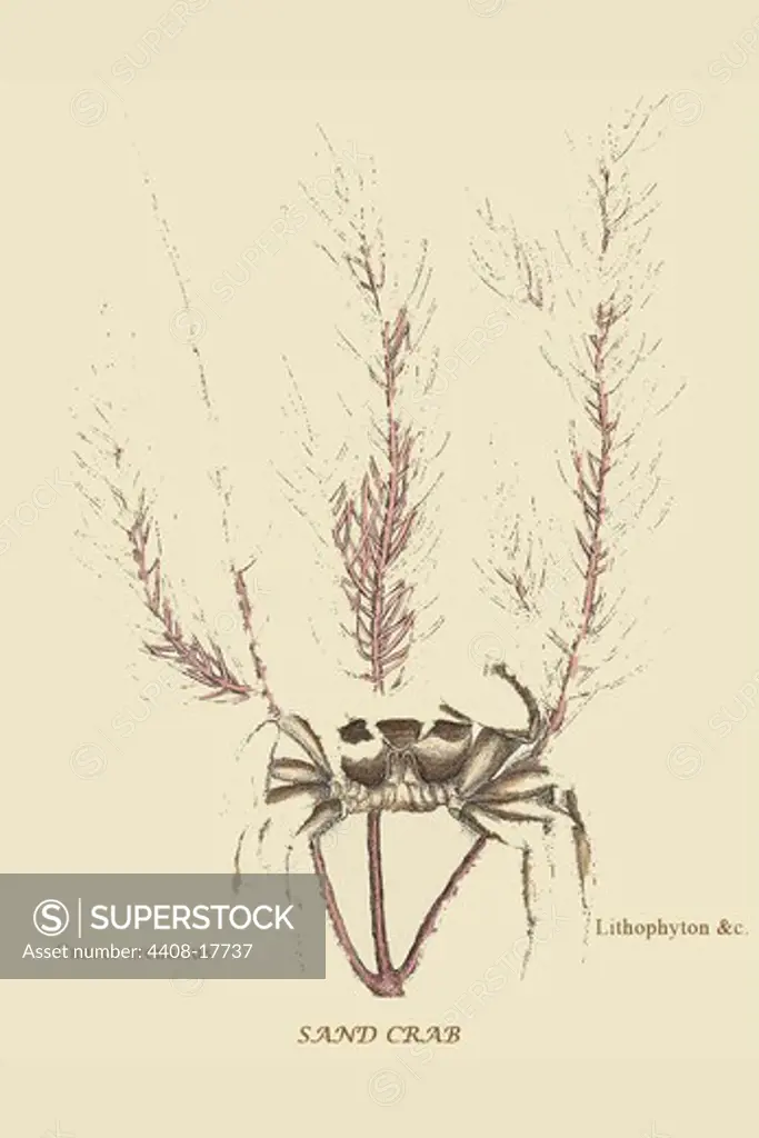 Sand Crab, Naturalist Illustration