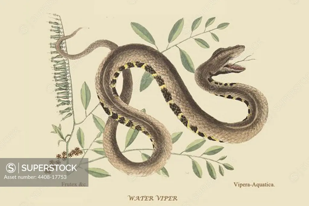Water Viper -Viper Mouth, Reptiles