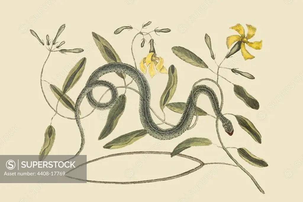 Green Spotted Snake, Reptiles