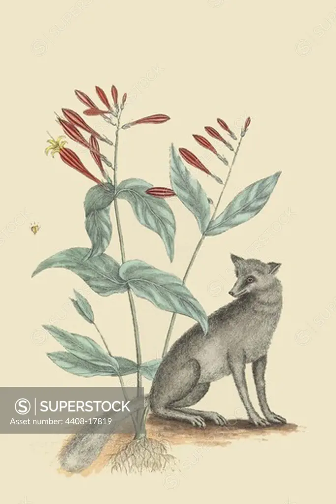Gray Fox, Mammals