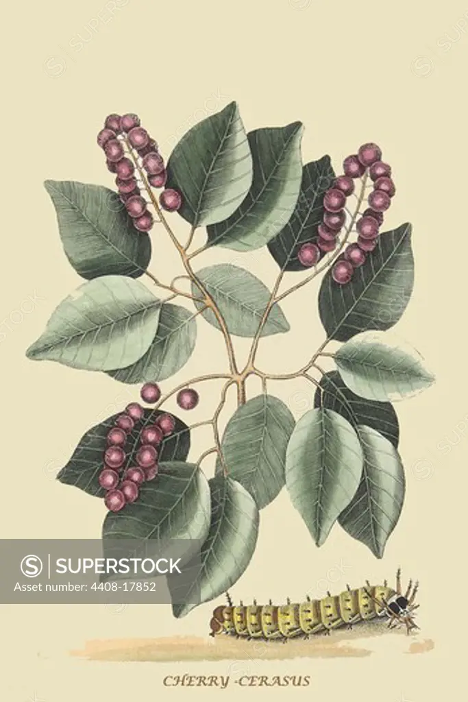 Cherry-Cerasus, Flowers & Plants