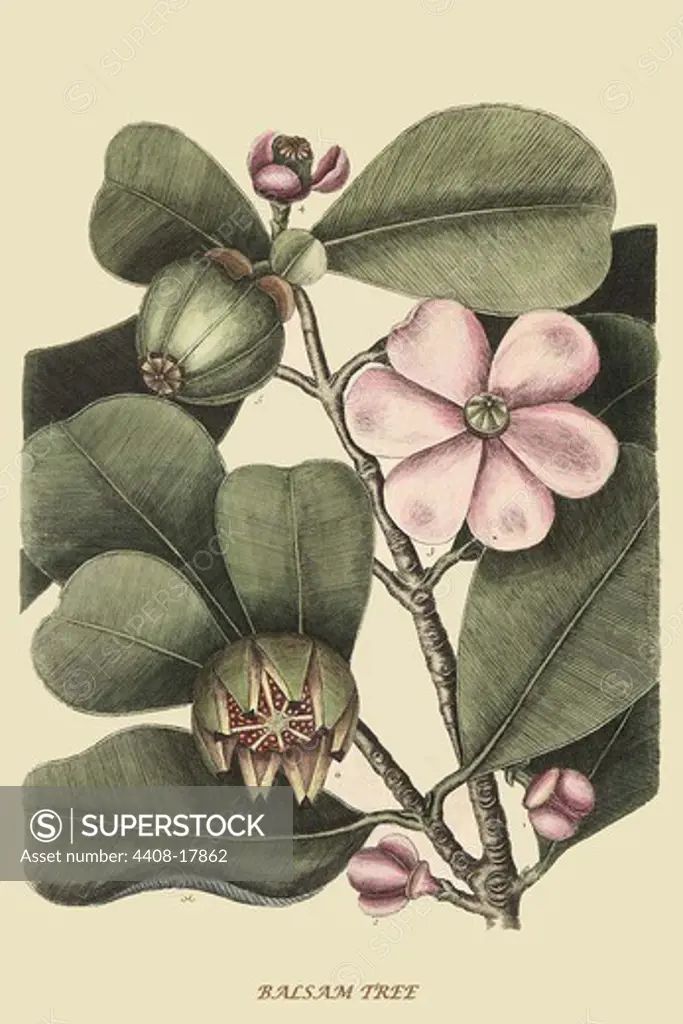 Ginseng or Balsam Fir, Flowers & Plants