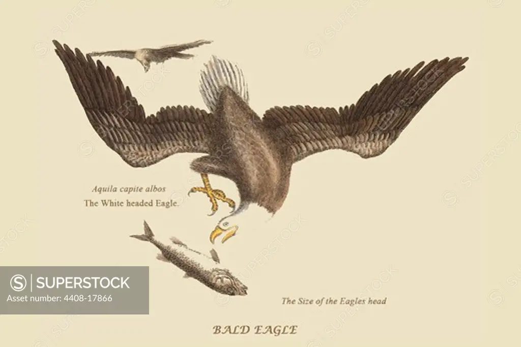 Bald Eagle, Exotic Birds