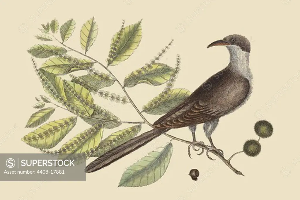 Carolina Cuckoo, Exotic Birds