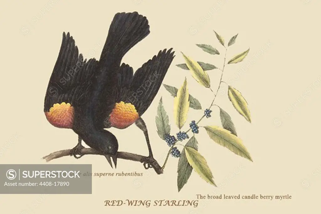 Red Wing Starling, Exotic Birds
