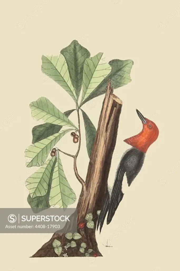 Red Headed Woodpecker, Exotic Birds