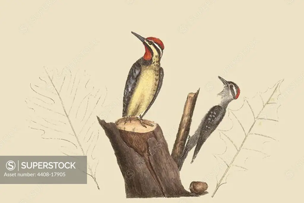 Yellow Bellied Woodpecker, Exotic Birds