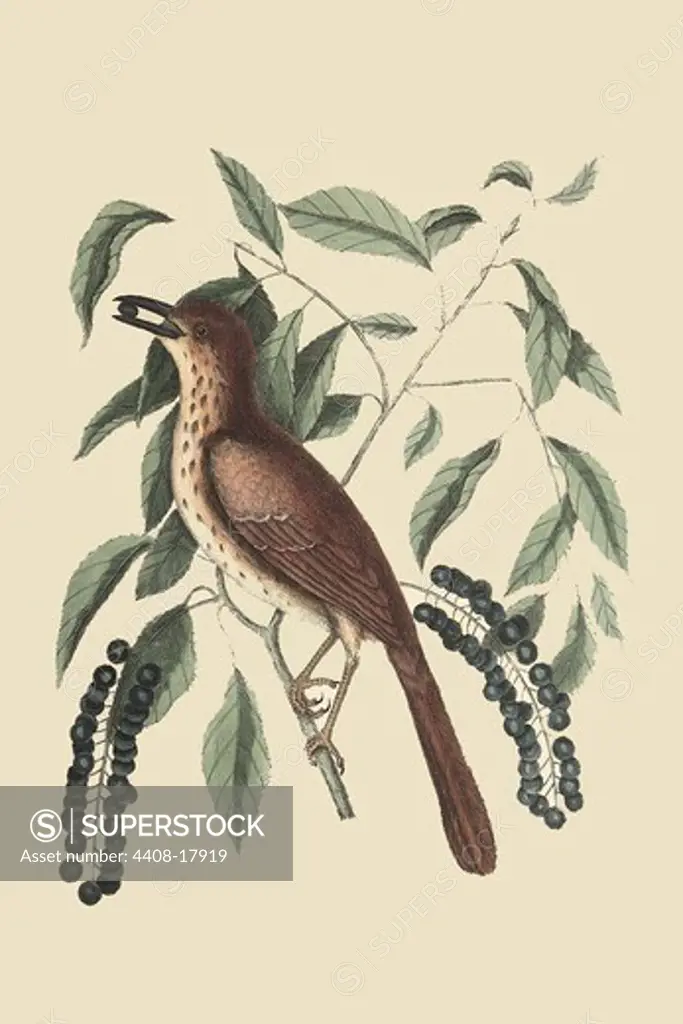 Fox Colored Thrush, Exotic Birds