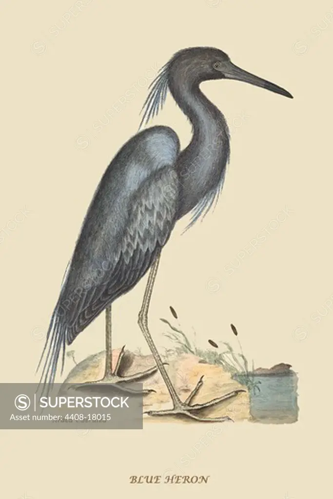 Blue Heron, Exotic Birds