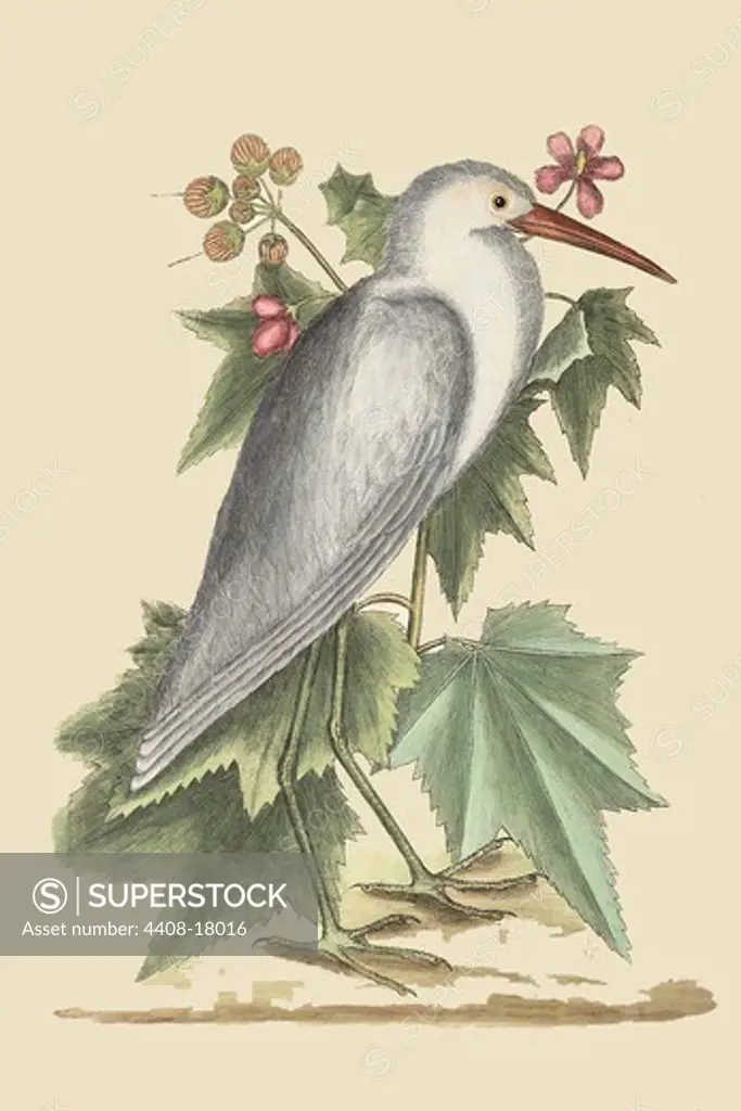 Little White Heron, Exotic Birds