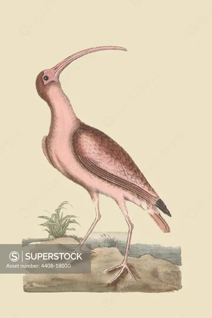 Red Curlew, Exotic Birds