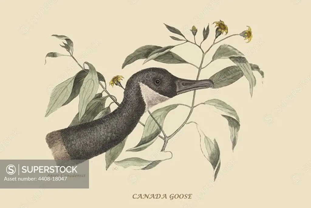 Canada Goose, Exotic Birds