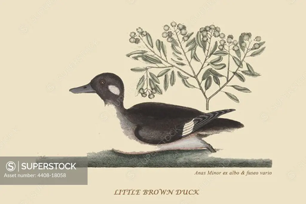 Little Brown Duck, Exotic Birds