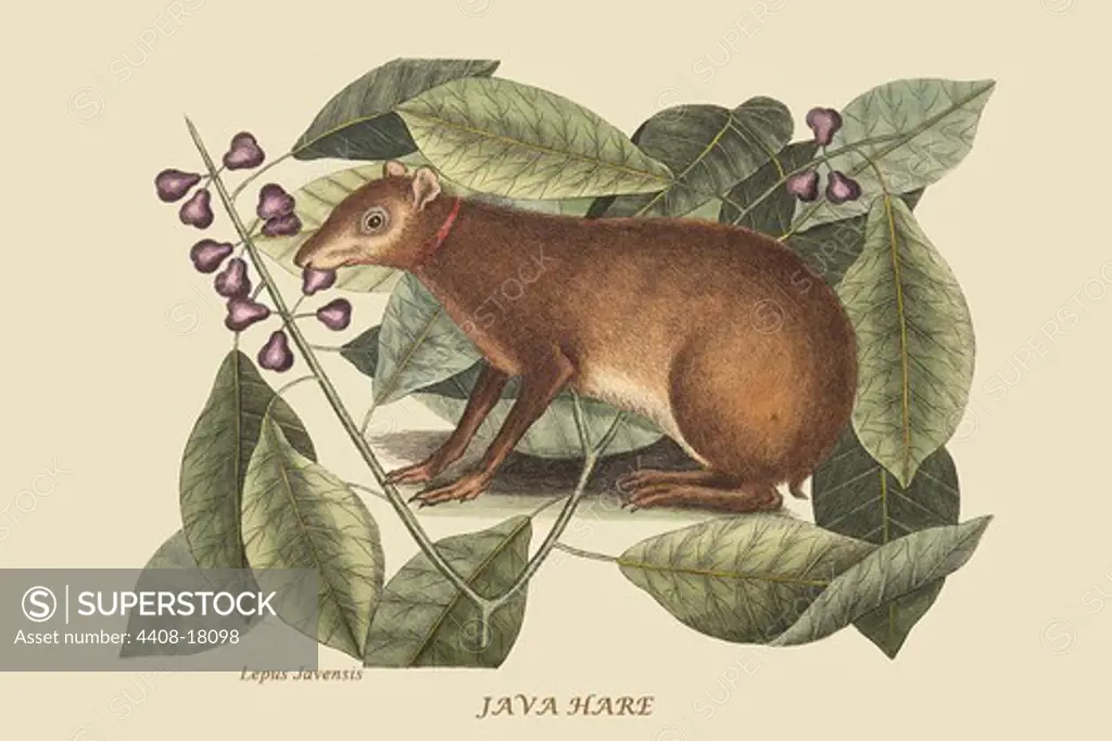 Java Hare, Mammals