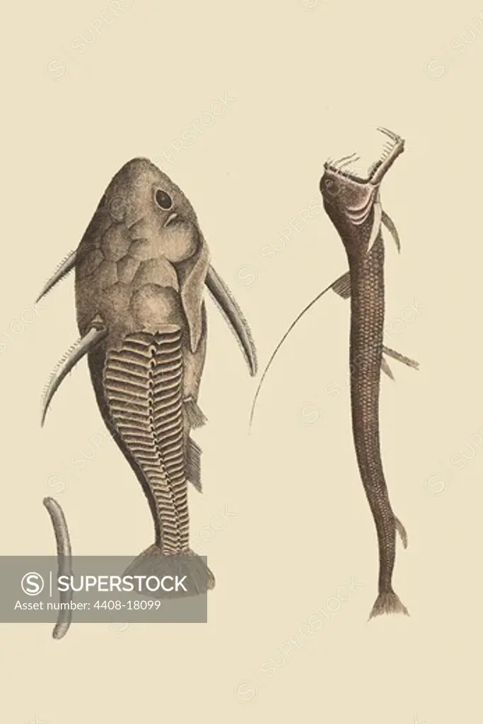 Catfish & Viper, Ichthyology - Fish