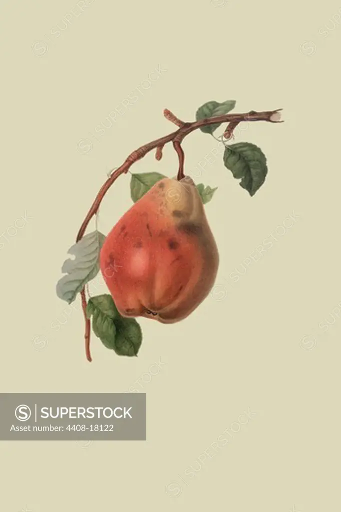 Chaumontel Pear , Fruits & Vegetables