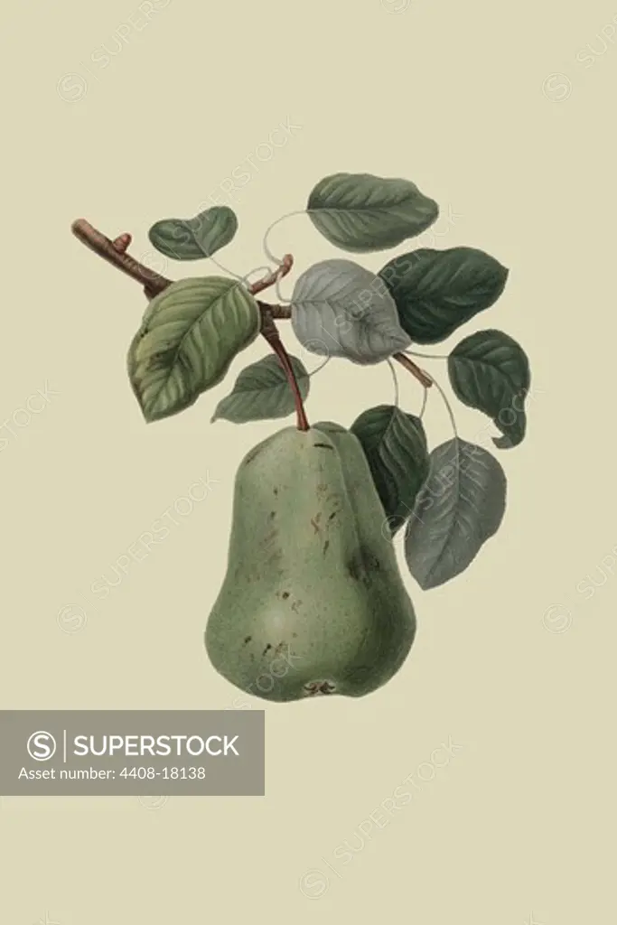 Colmart Pear , Fruits & Vegetables