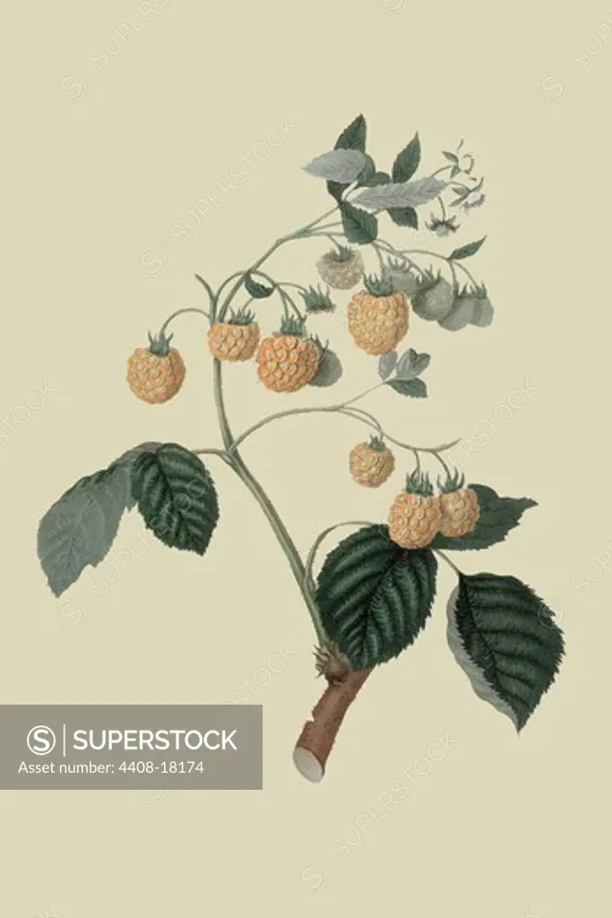 Yellow Antwerp Raspberry , Fruits & Vegetables