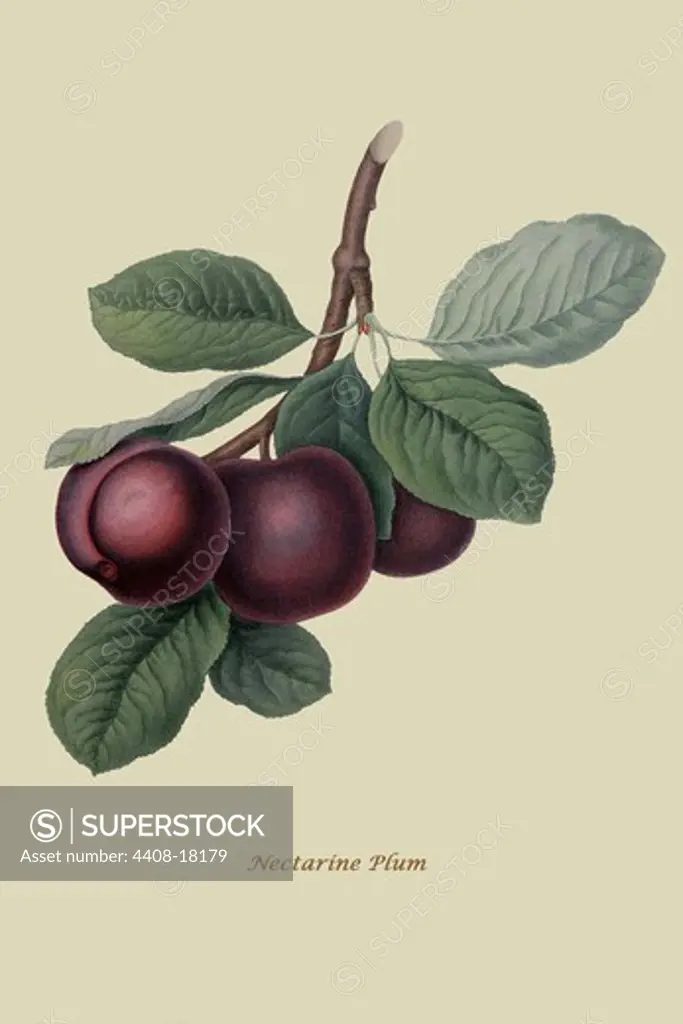 Nectarine Plum , Fruits & Vegetables