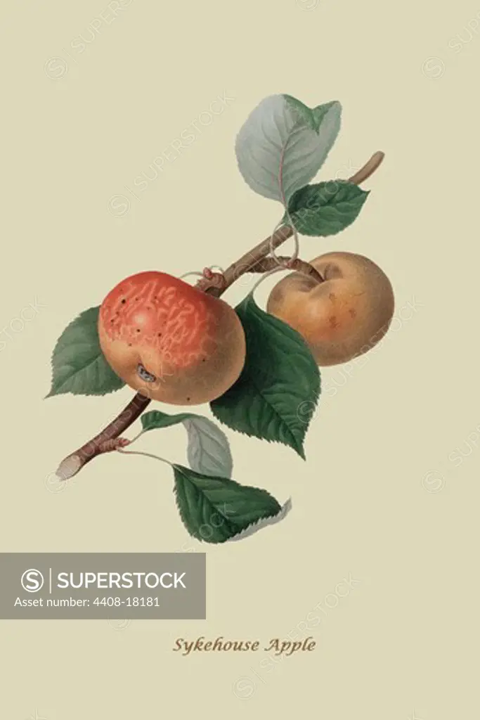 Sykehouse Apple , Fruits & Vegetables