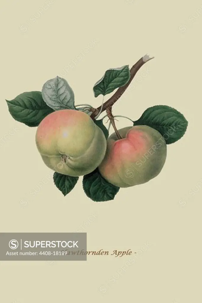 Hawthornden Apple - , Fruits & Vegetables